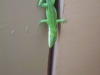 A Lizard [JPEG - 541K]