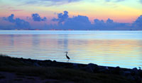 Sunrise and Heron [JPEG - 119K]